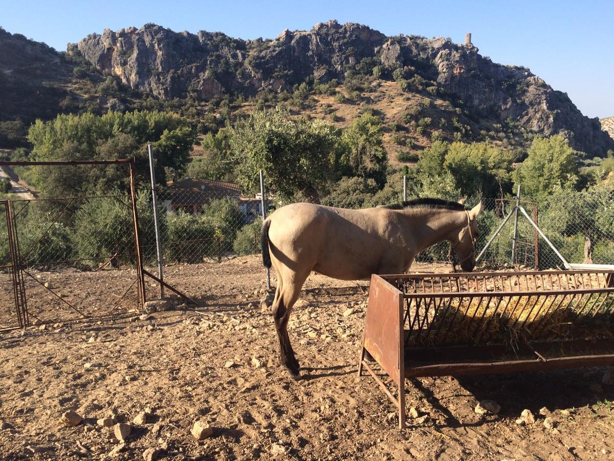 Villa La Quinta Priego de Córdoba Eksteriør bilde
